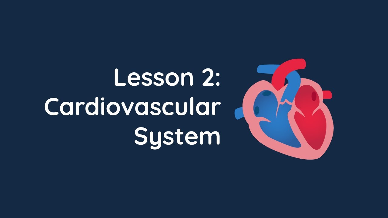 RPSGT Prep A&P Lesson 2: Cardiovascular System