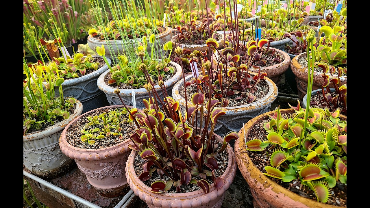 Matt's Venus flytrap and Sarracenia collection tour   July 8th, 2025
