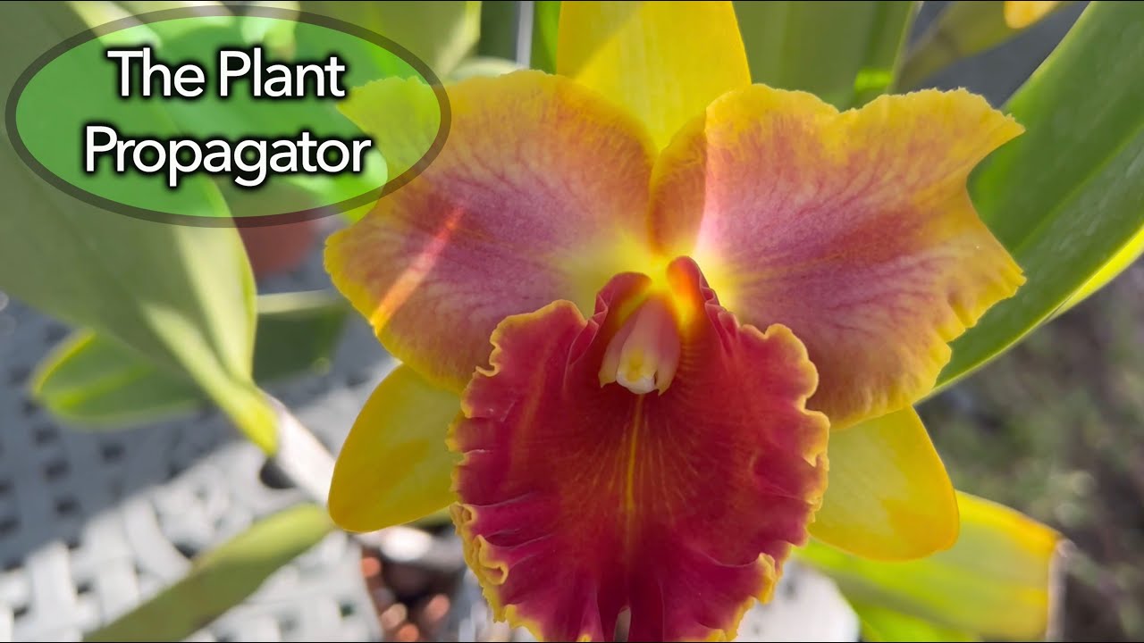 Cattleya pumila and Rlc. Amazing Thailand