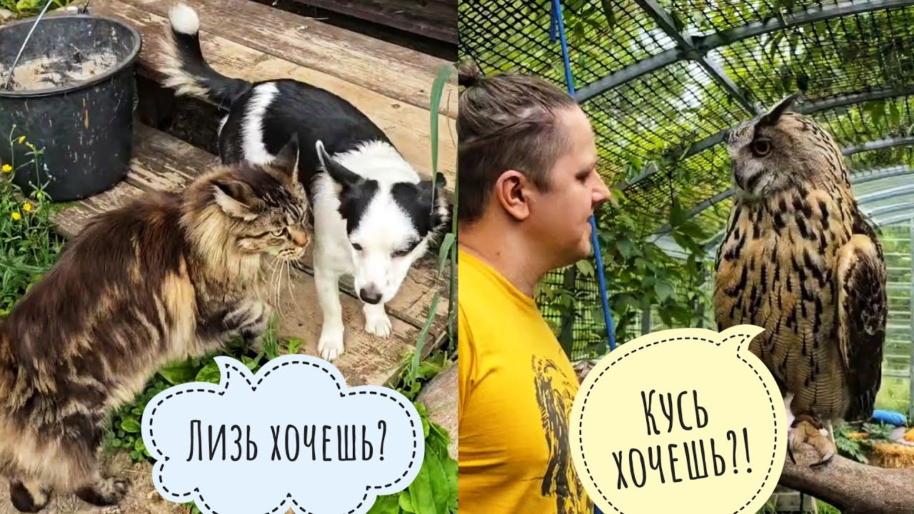 Сову Ёлку возмущают всякие! Пёс Кубик - ленивая жопонька. Показываю рыбов кошке Морошке