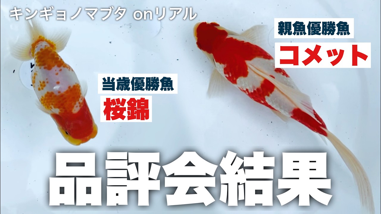【凄い金魚たちが集合】品評会イベント「キンギョノマブタ」が凄かった |審査員はなんと来場者のみなさん！ |  金魚即売会「マブシェ」と同時開催 | @peperia |