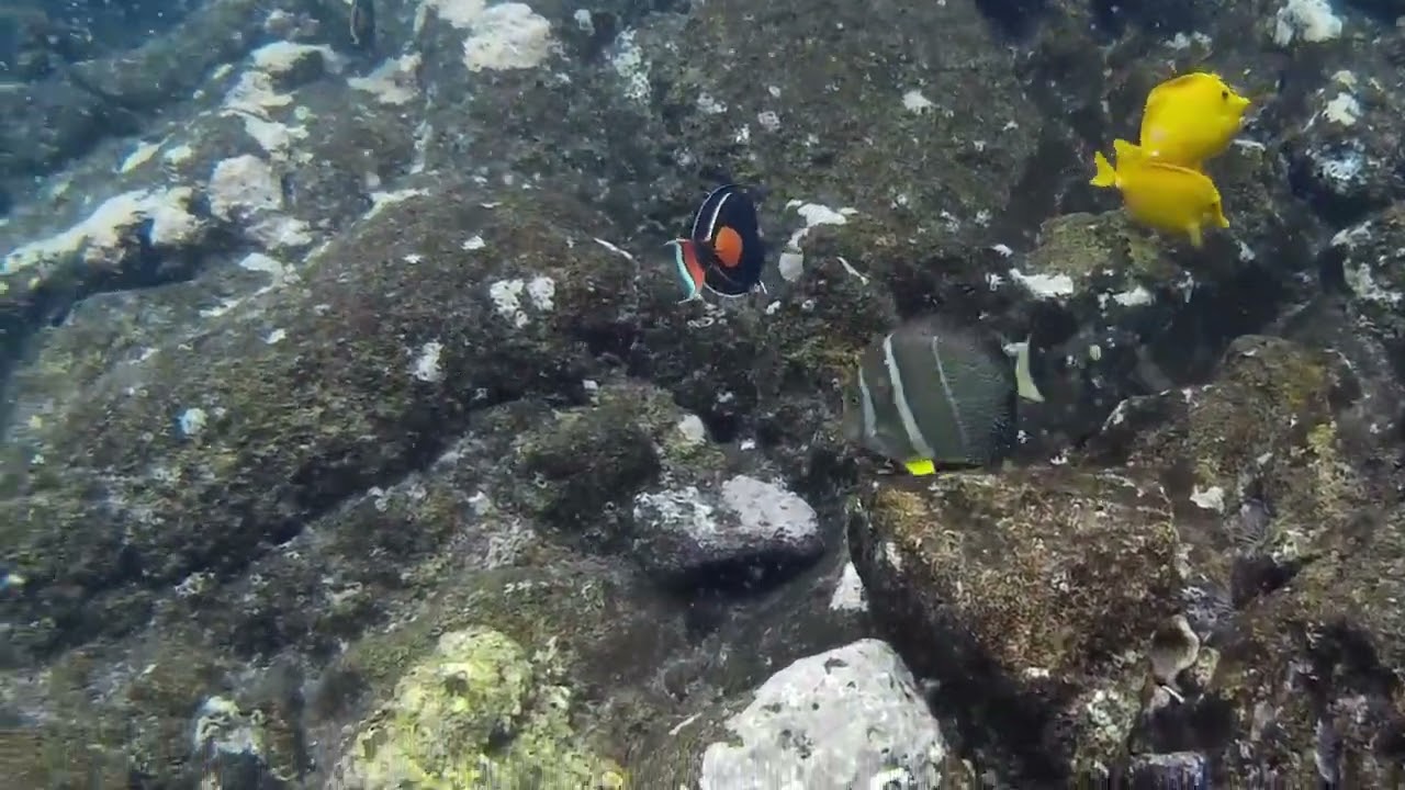 Achilles Tang Swimming in Hawaii