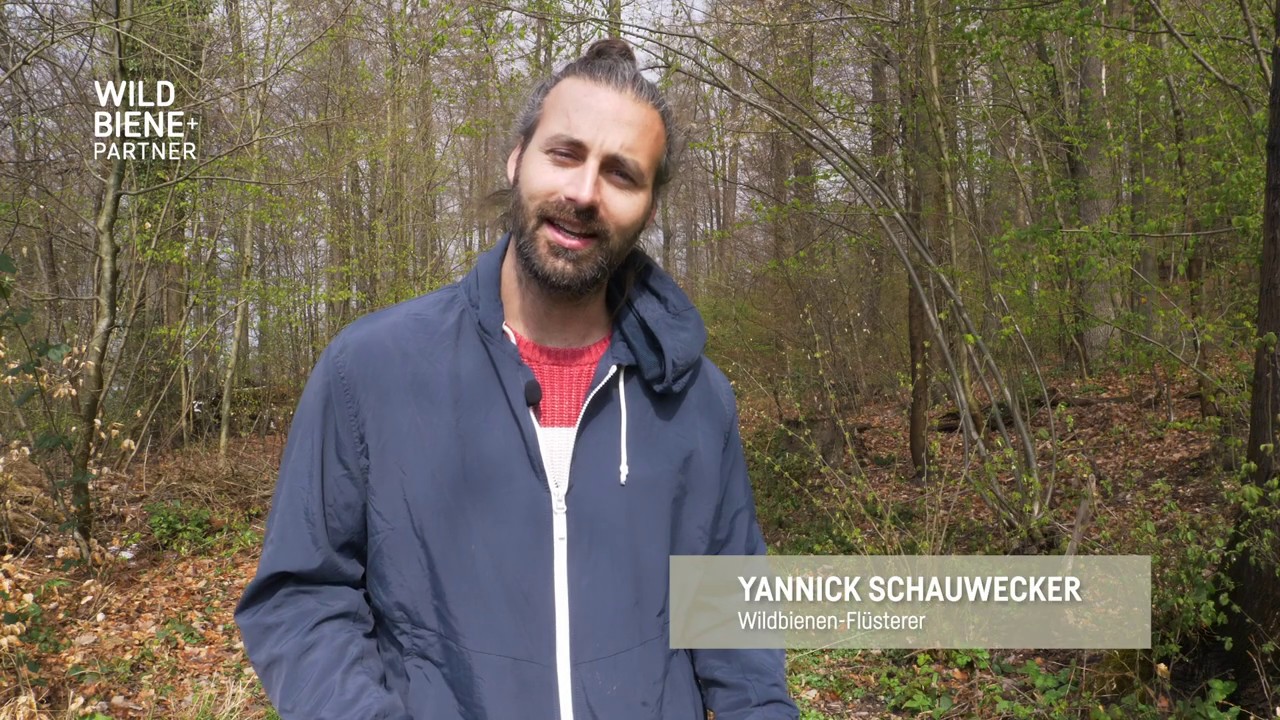 Tipps & Tricks: Wie fördere ich die  Schneckenhaus-Mauerbiene?