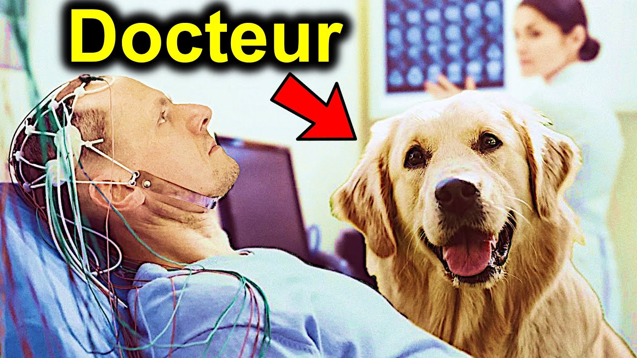 Les effets de ton chien sur ton cerveau: les découvertes qui étonnent!