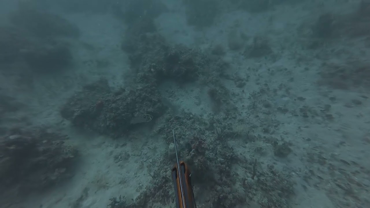 Hunting the tasty Hogfish