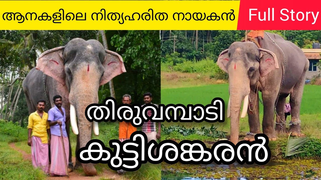തിരുവമ്പാടി കുട്ടിശങ്കരൻ Story