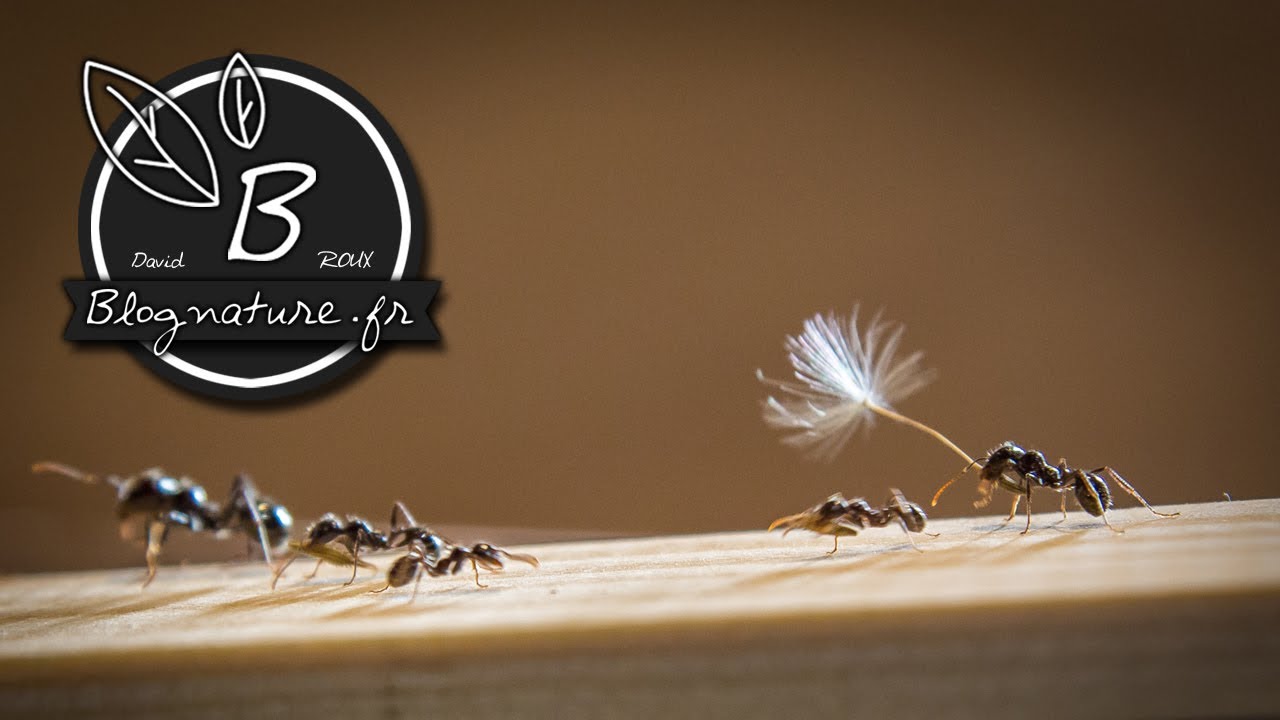Grosse colonie de fourmis granivores vs Pissenlits