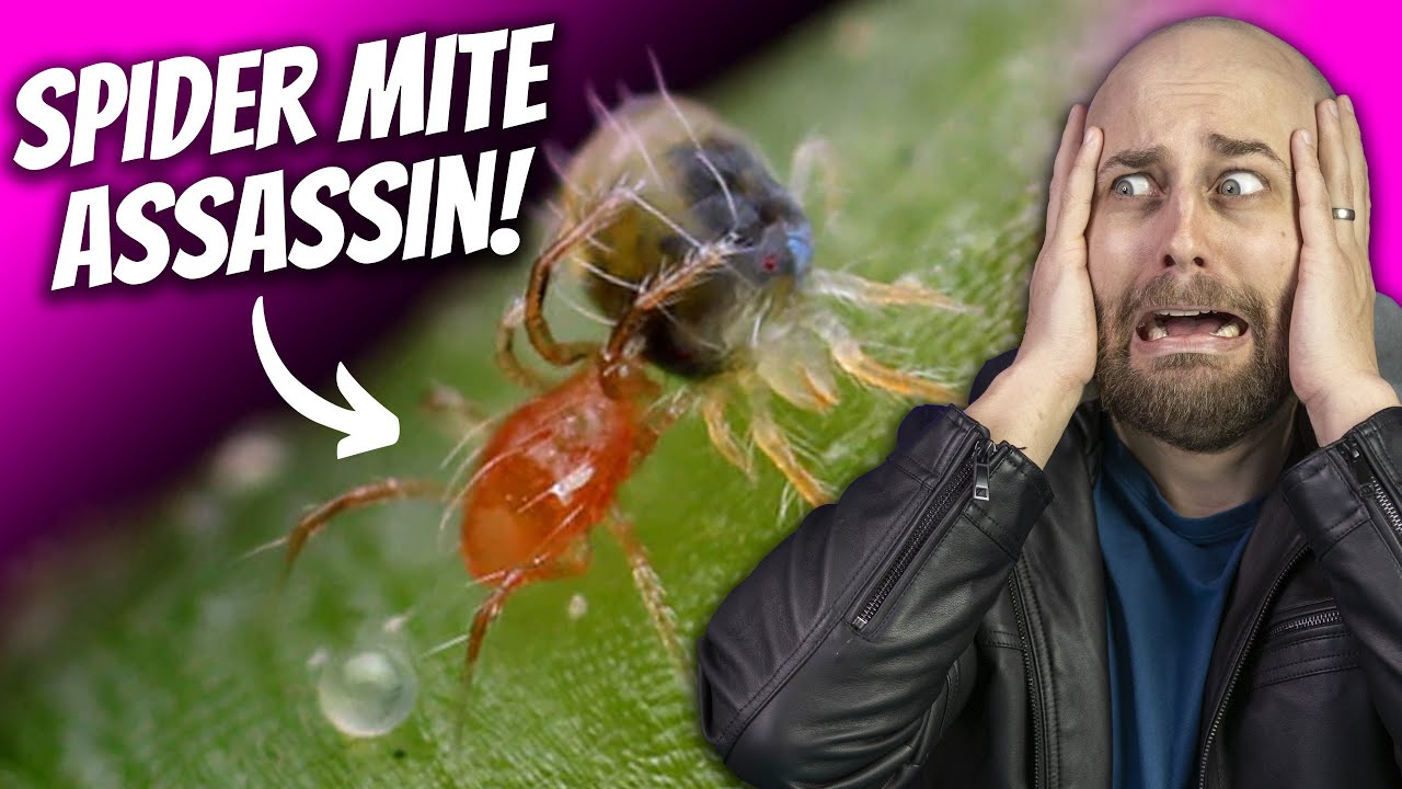 How to Get Rid of Spider Mites on Indoor Plants | Predatory Mites - Bugs For Bugs