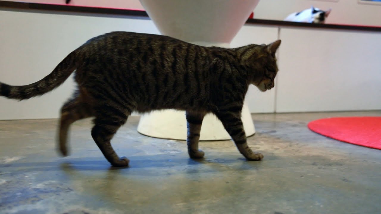 My Cat From Heaven: Koneko Cat Cafe