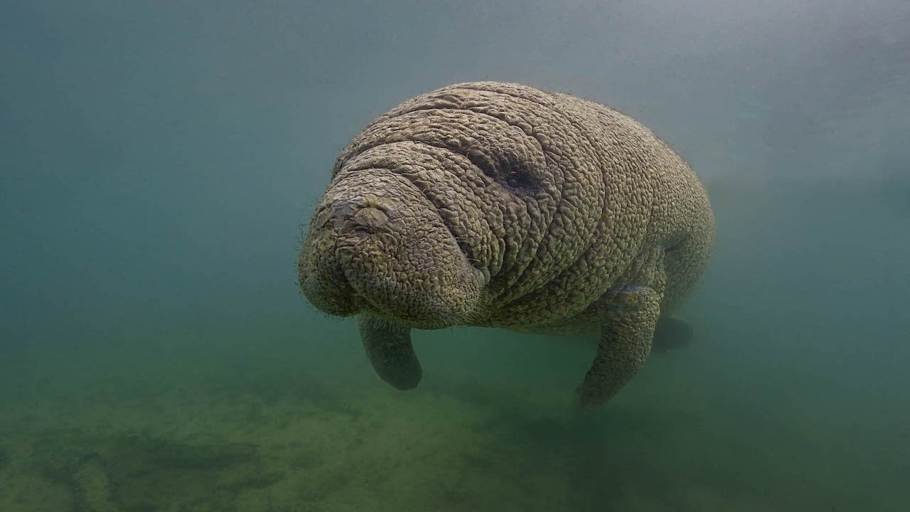 Swimming with Manatees | Crystal River Watersports