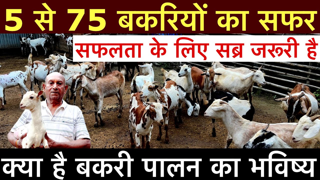 बकरी पालन का जनून |  कामल का आत्मविश्वास  || Successful Goat farming