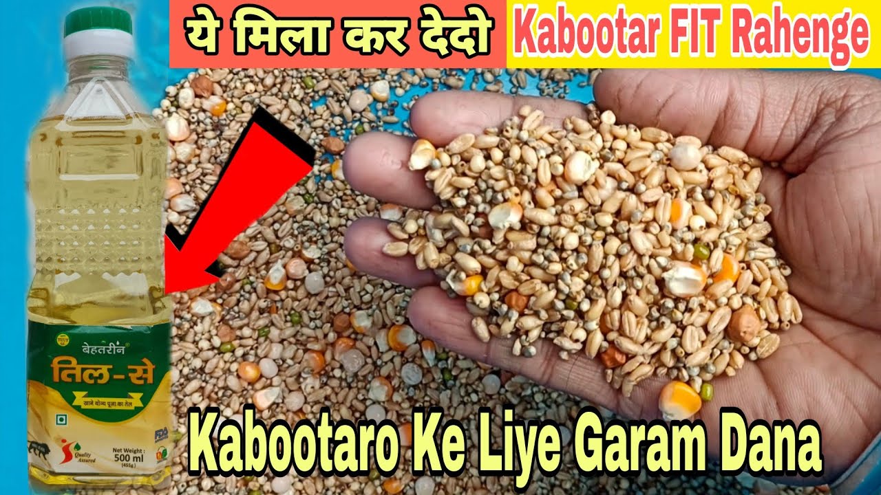 Kabootar Ke Liye Garam Dana @AkashDhoundiyal-u1b 