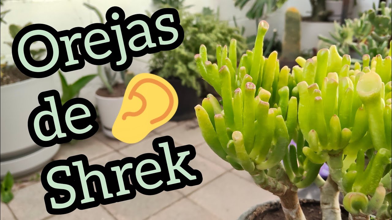 Orejas de Shrek - Jade Gollum - Crasulla Orata Gollum 