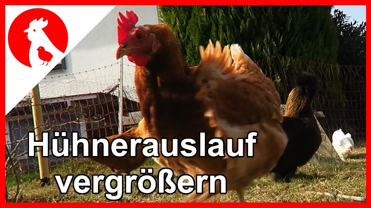 046 - 🐔 H&uuml;hnerauslauf vergr&ouml;&szlig;ern 1 -Jensman and the Huhns🐔🥚