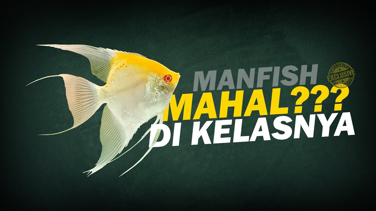 MENGENAL SI GEPENG MANFISH RED CAP ALBINO (RCA) & CARA BUDIDAYA MANFISH RCA | SAIPUN SS FARM
