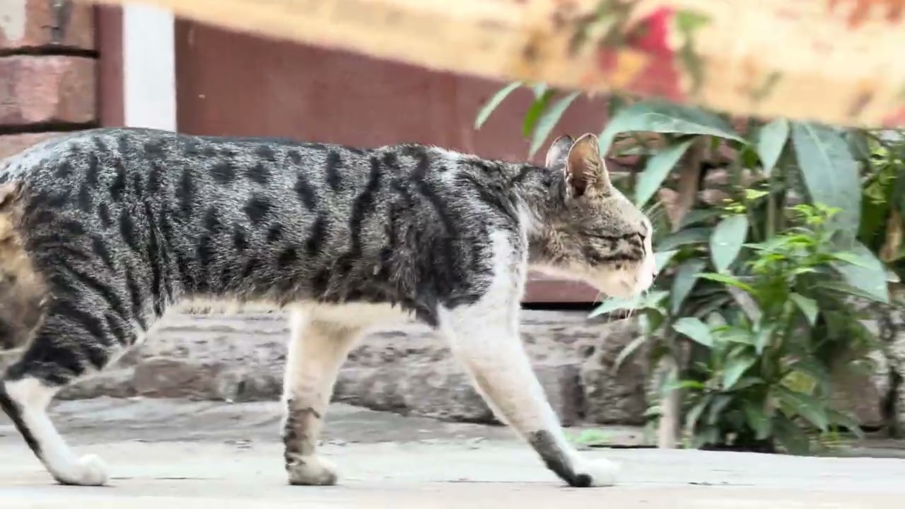 Attacked by The Grey Cat