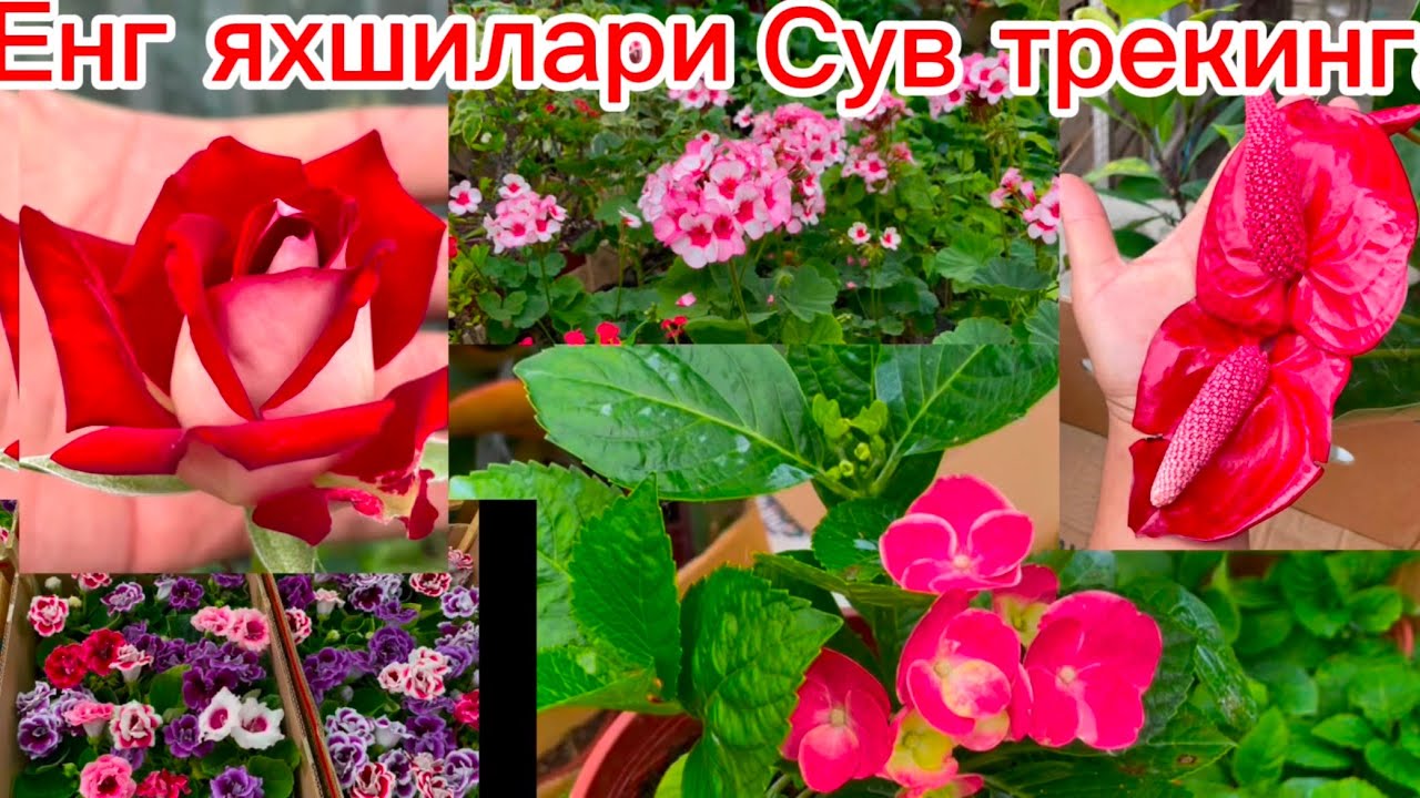 Андижон оптом гул бозоридан янгиси