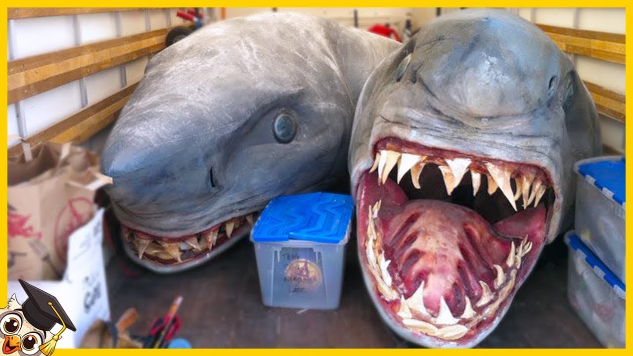 Los 50 Peces M&aacute;s Peligrosos Del Mundo