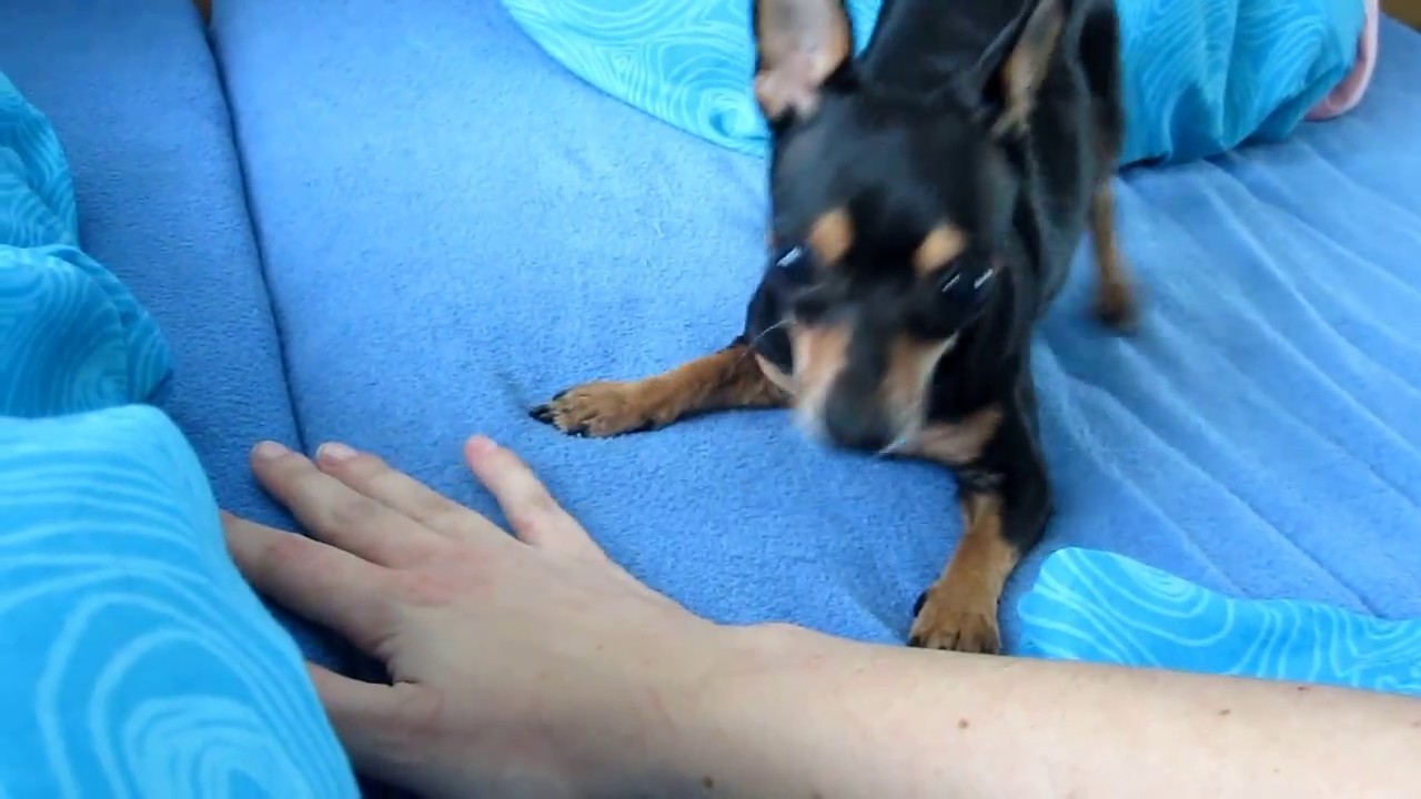 Pražský krysařík Nonie si hraje