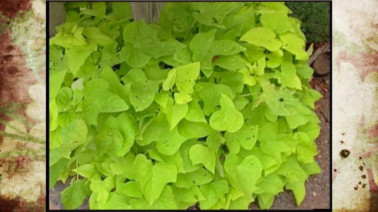 Ornamental Sweet Potatoes