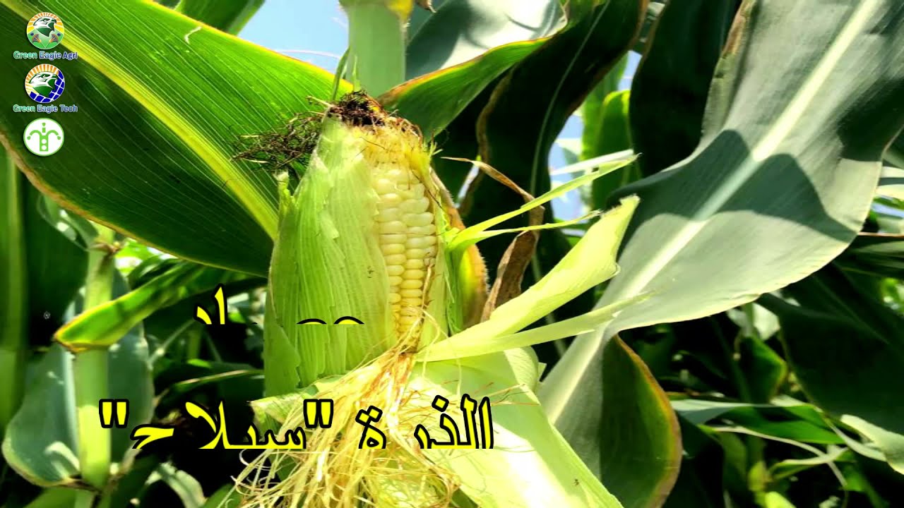 حصــــاد الذرة 