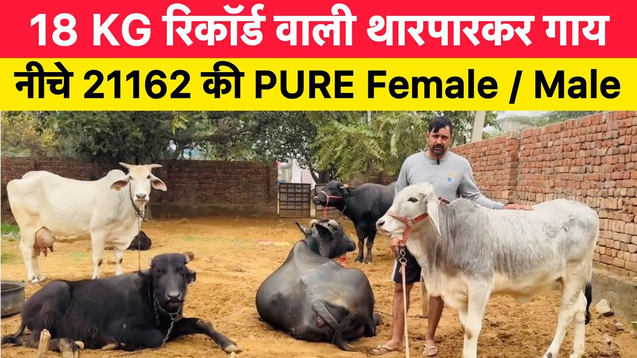 18 KG रिकॉर्ड वाली थारपारकर गाय | नीचे 21162 की PURE Female / Male