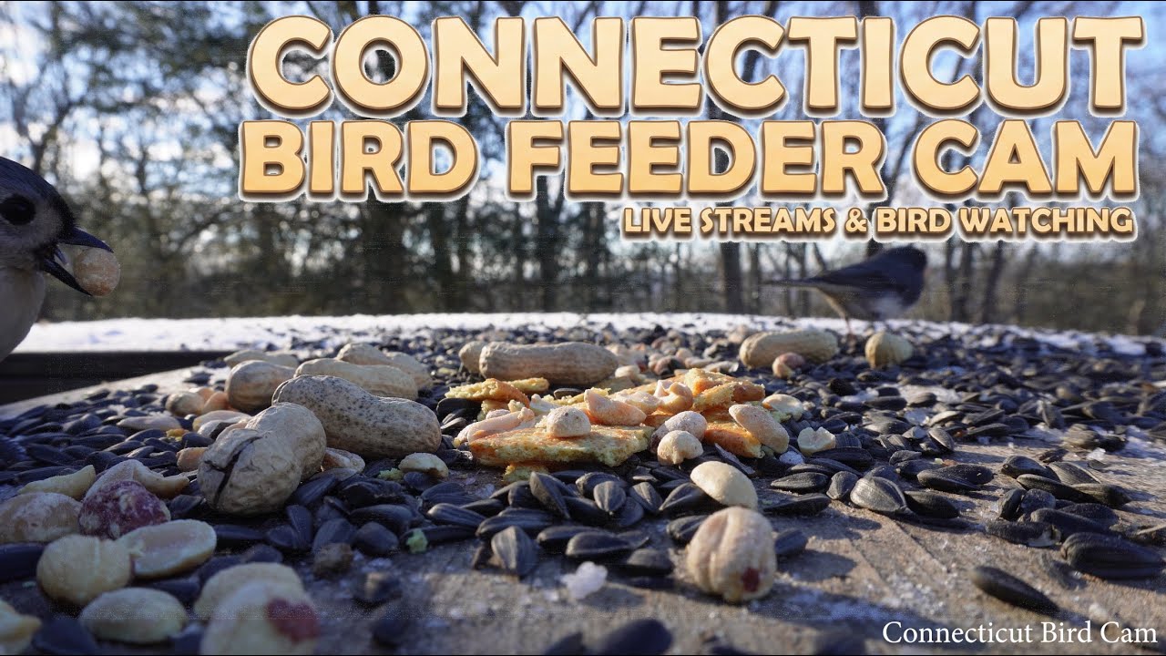 Winter Bird Feeder Cam | Sunny Day of Feeding on Fresh Snow