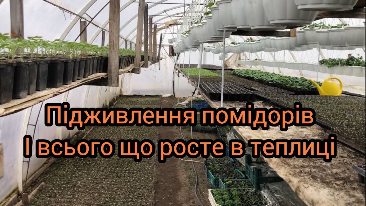 Помідори в головні ролі і трошки присів на вуха