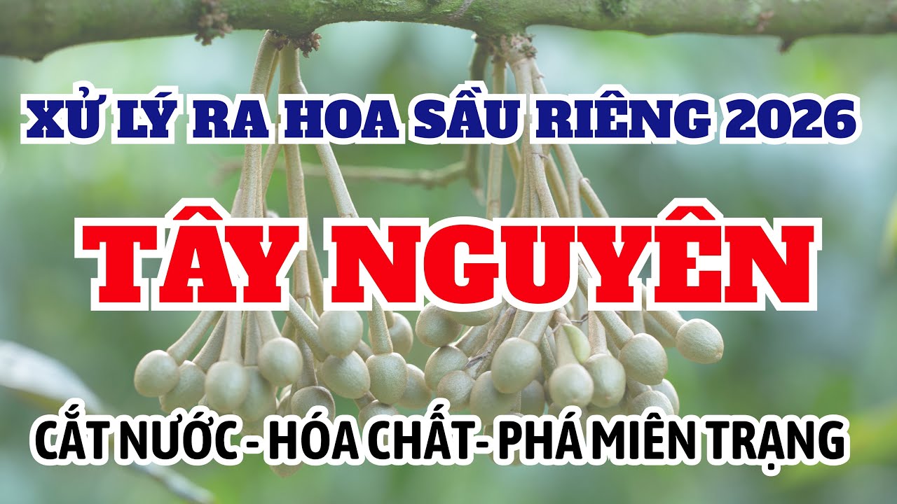 Xử lý ra hoa sầu riêng năm 2026 TÂY NGUYÊN | Cắt nước - Hóa chất - Phá miên trạng
