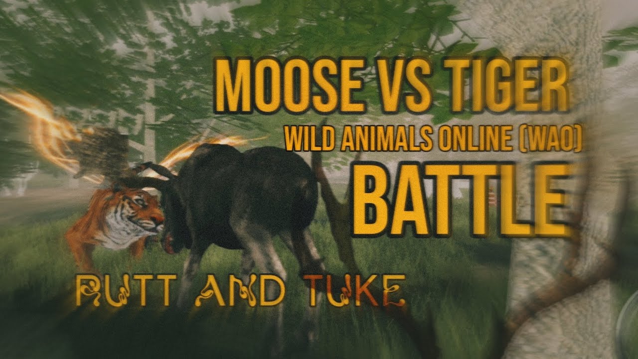 Wild Animals Online (WAO) MOOSE vs TIGER - RutTuke