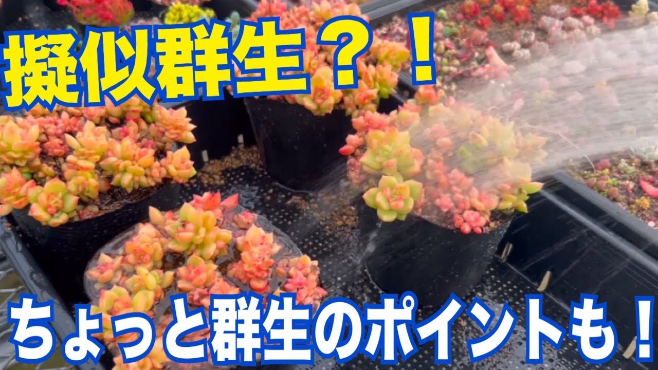 🤔擬似群生⁉️群生のポイントも✨#多肉植物 あり#ガーデニング 2026年3月6日