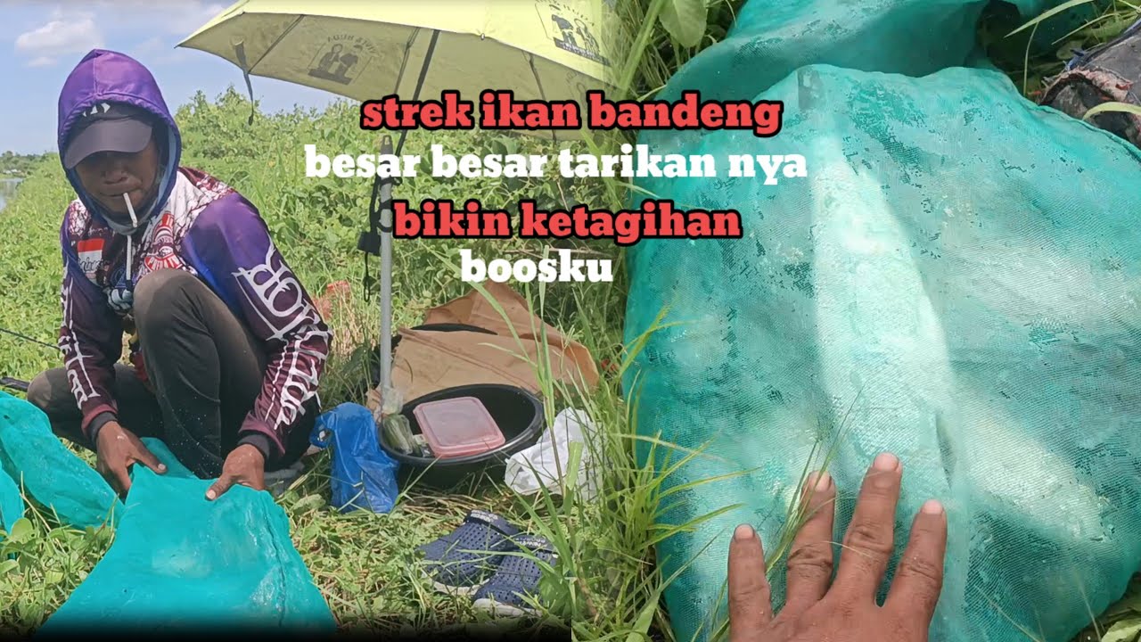 Mancing ikan bandeng  tarikan nya bikin ketagihan hasil nya juga memuas kan  #part2 