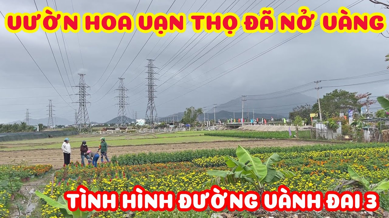 ĐƯỜNG VÀNH ĐAI 3 BÊN CÁNH ĐỒNG RUỘNG TUYỆT ĐẸP - VƯỜN HOA VẠN THỌ NỞ VÀNG RỰC RỠ GIÁP TẾT