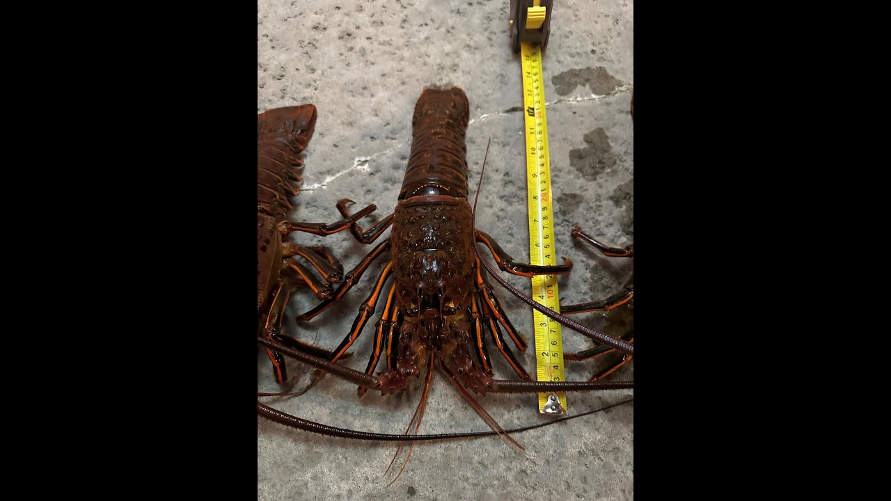 Hoop netting for California spiny lobster (on my kayak)