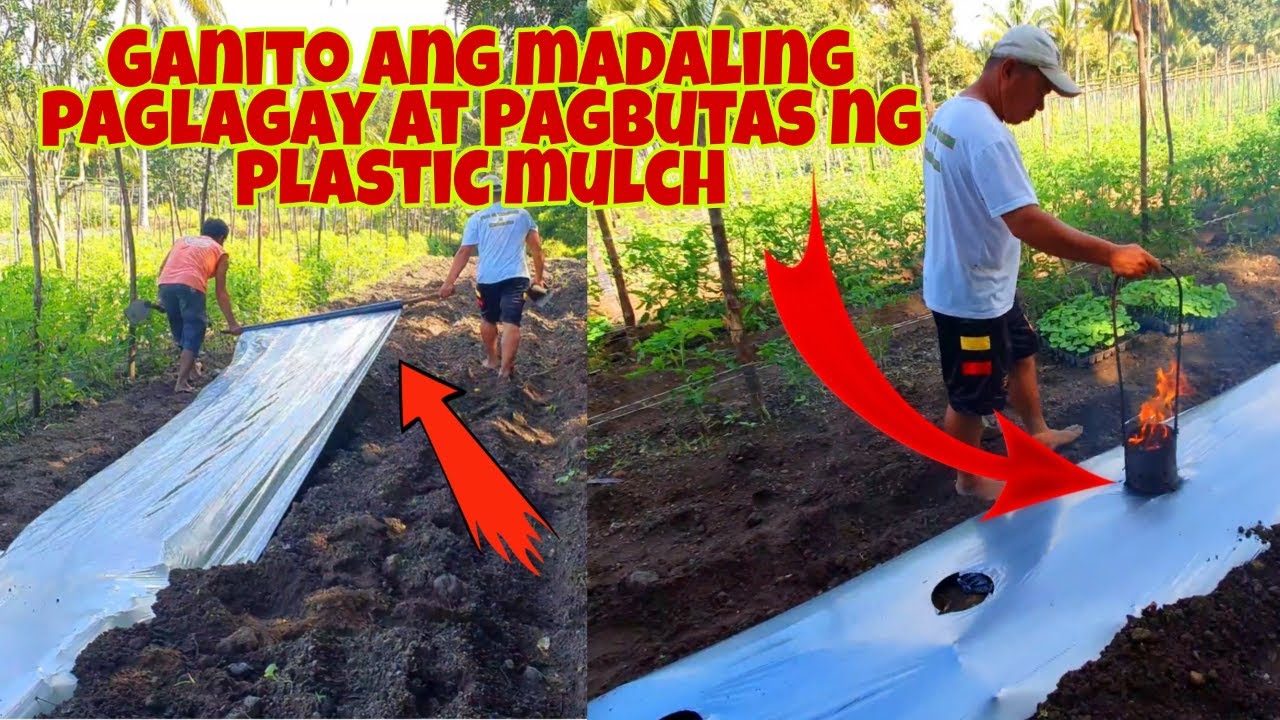 PAANO MAGLAGAY AT MAGBUTAS NG PLASTIC MULCH ? - Panoorin