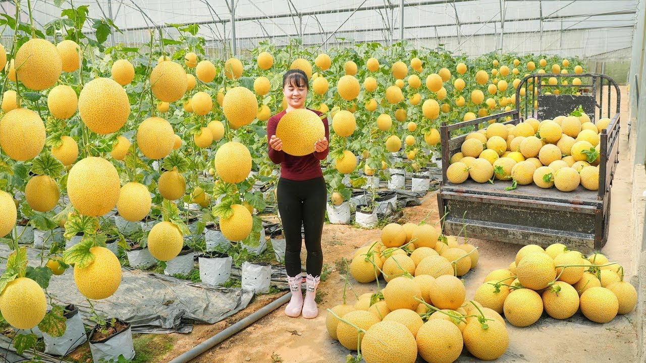 Harvest Hundreds of Golden Melons on the Farm Using 3-Wheeled Truck Transport to Market Sale