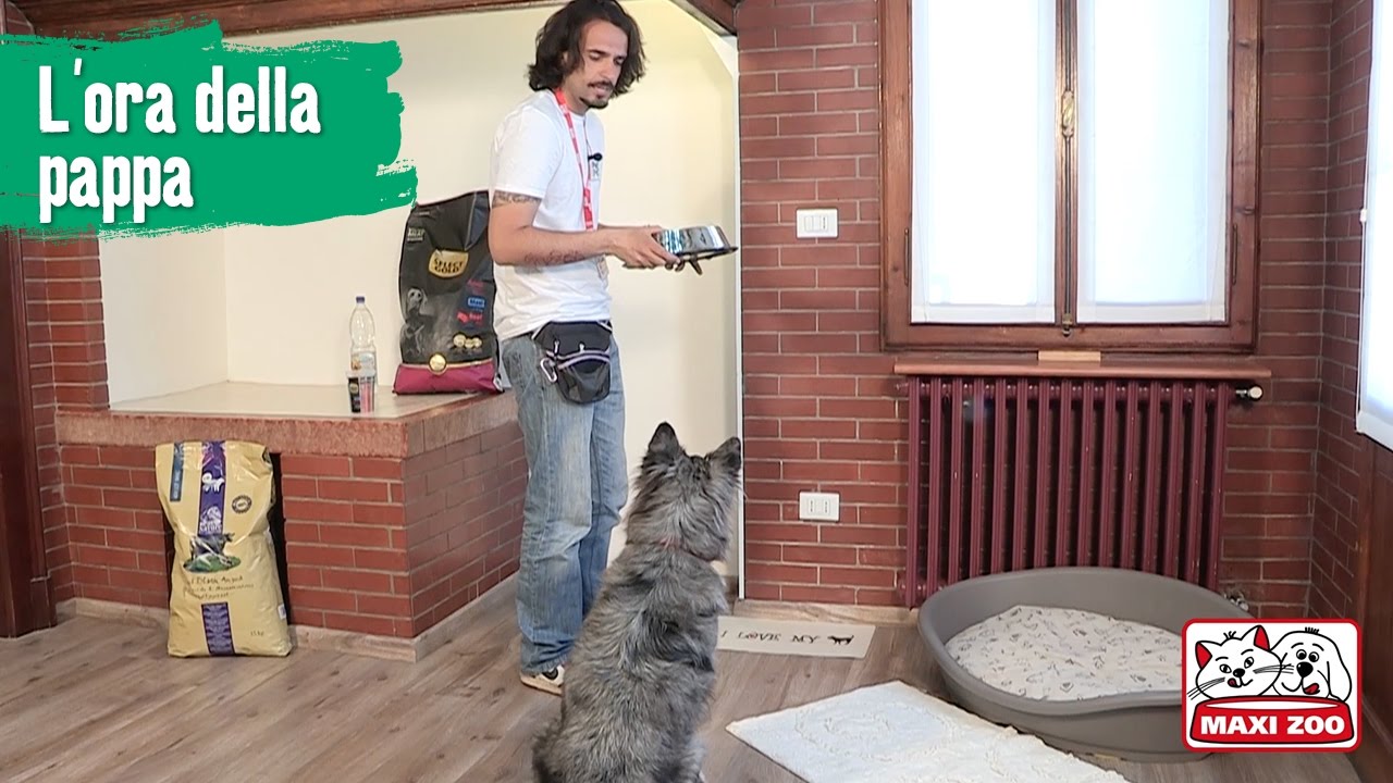 TUTORIAL: L'ora della pappa | Maxi Zoo