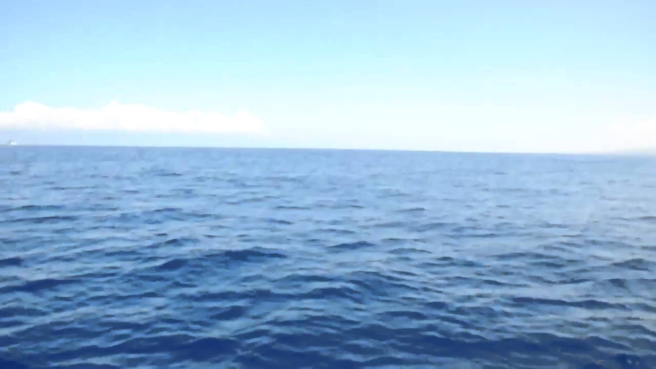 Whale watching on a zodiac