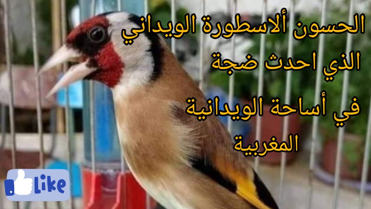 الحسون ألاسطورة الويداني الذي احدث ضجة في أساحة الويدانية المغربية تحياتي للجميع المواليع