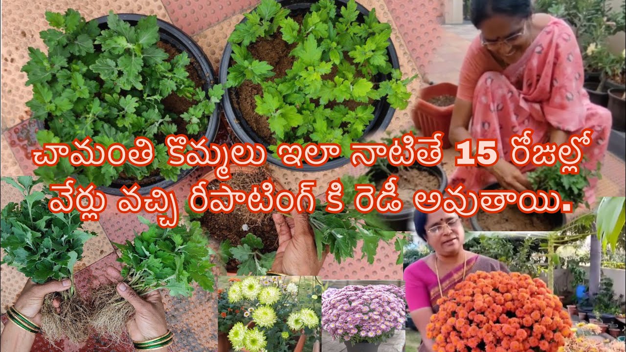 చామంతి కొమ్మలు ఇలా నాటితే 15 రోజుల్లో వేర్లు వచ్చి రీపాటింగ్ కి రెడీ అవుతాయి | chrysanthemum Plant