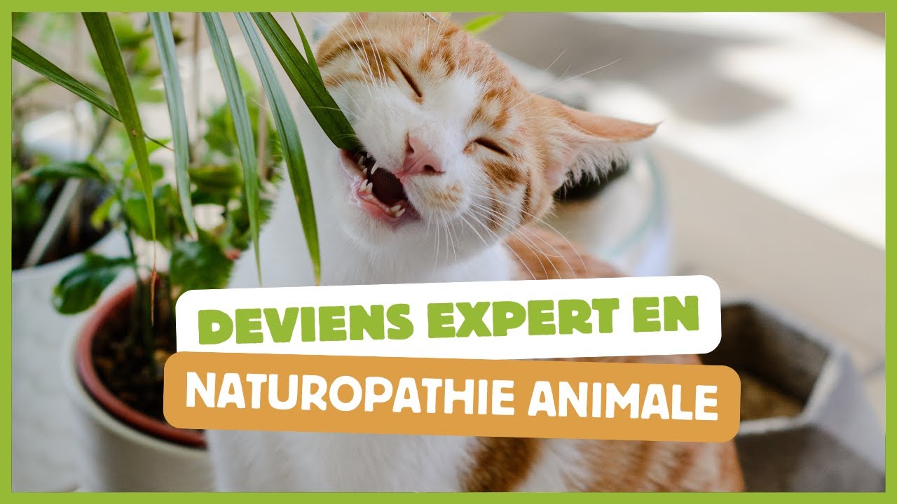 Prône le bien-être animal en devenant conseiller en naturopathie animale !