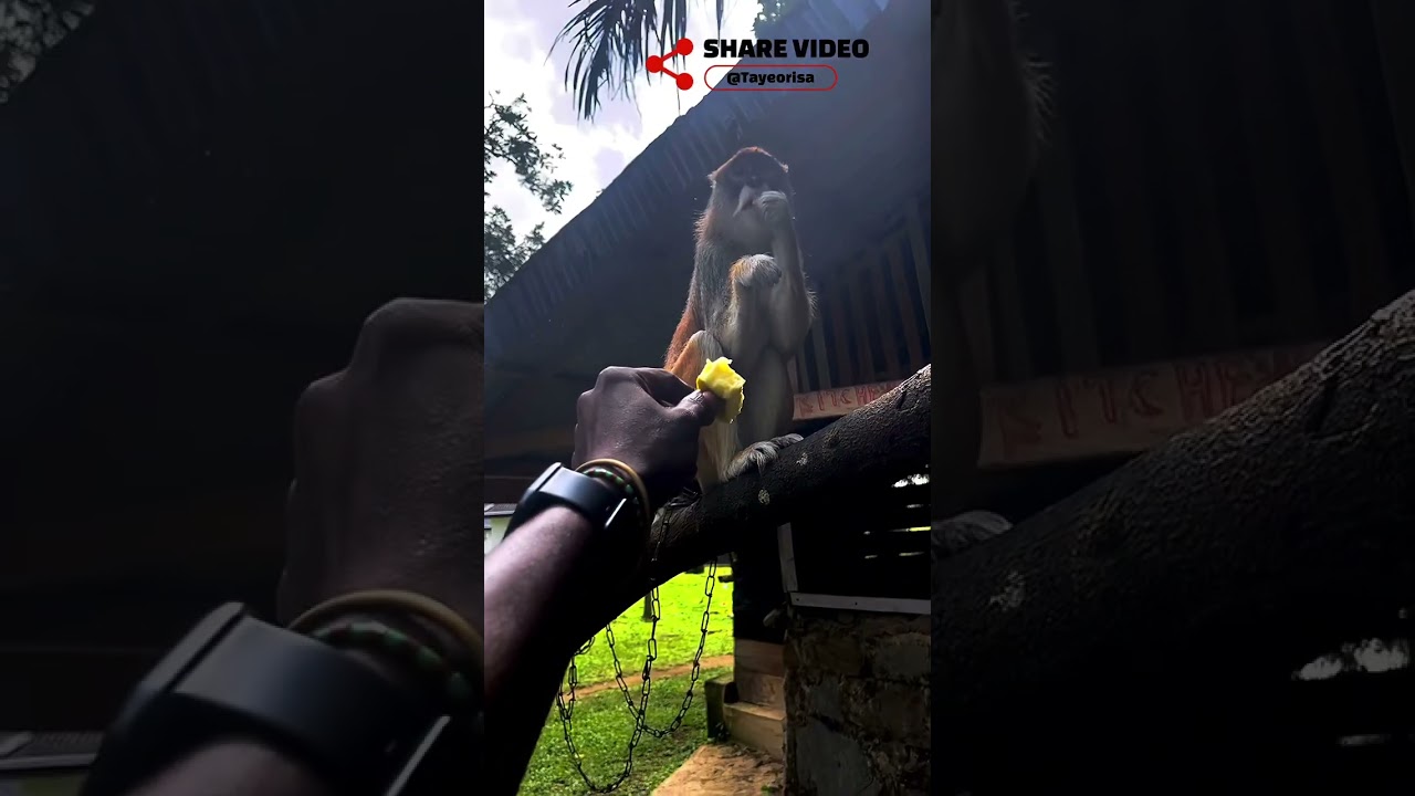Sometime last year, chilling with ìjímèrè - a patas monkey in ifẹ grand resort! 