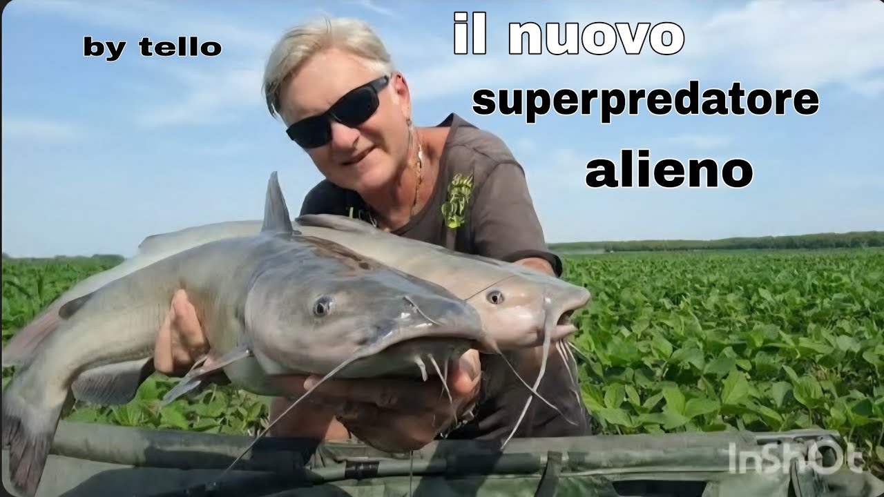 Il pesce 