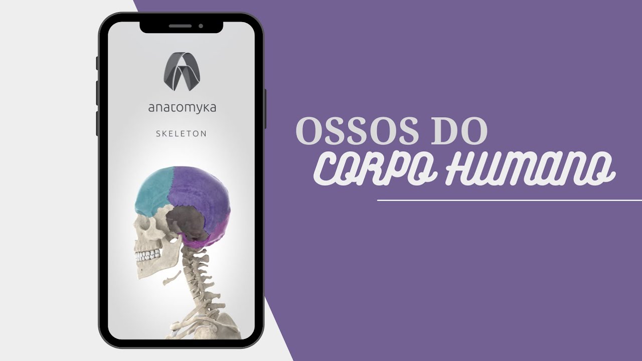 Todos os OSSOS DO CORPO HUMANO - Anatomika Skeleton