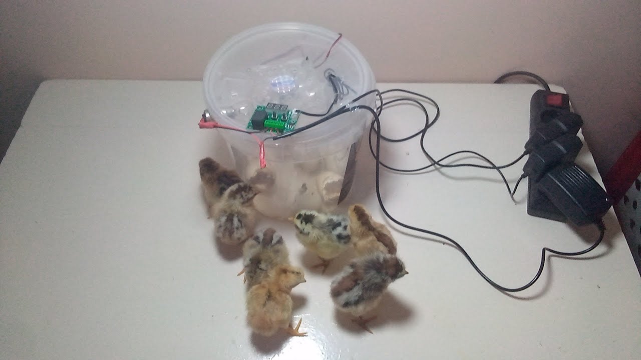 صنع فقاسة 12فولت اصنعها بنفسك من المنزل 12 volt egg incubator