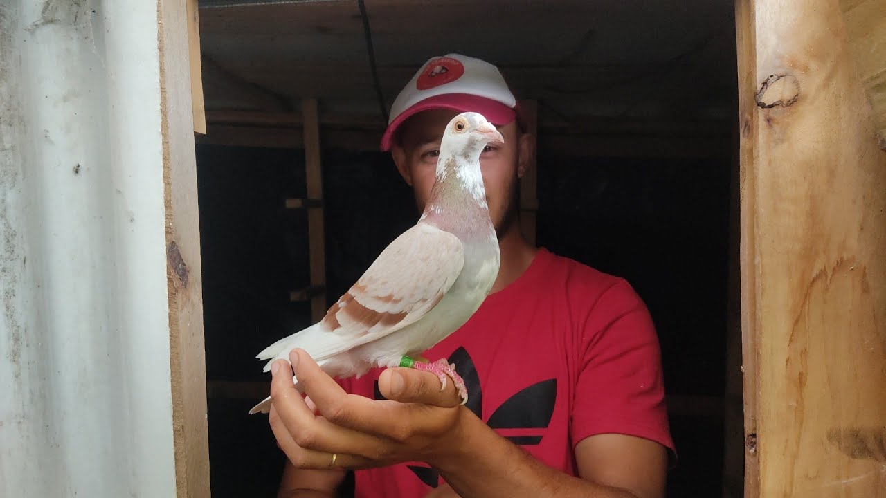 Palomas de Carreras en el campo. Asado, amistad y colombofilia.     Aaron y Mario. (parte 1)