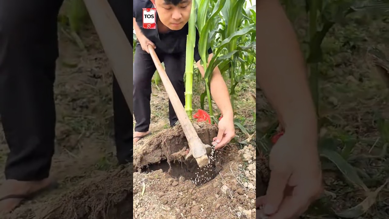 Fertilizing corn like THIS?! 🌽⛏😮 #shorts #crafts #skills #handmade