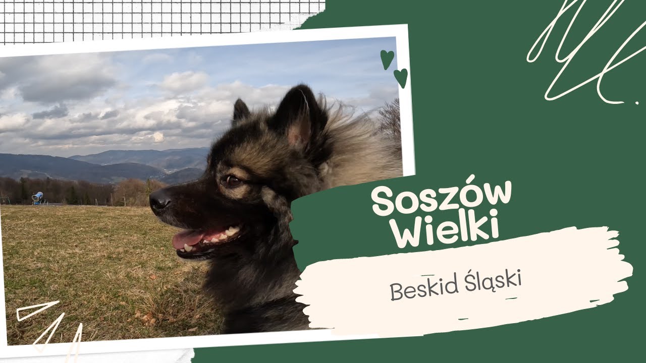 Soszów Wielki | Beskid Śląski | W góry z psem | Wisła Jawornik | Schronisko Soszów | Krótki szlak