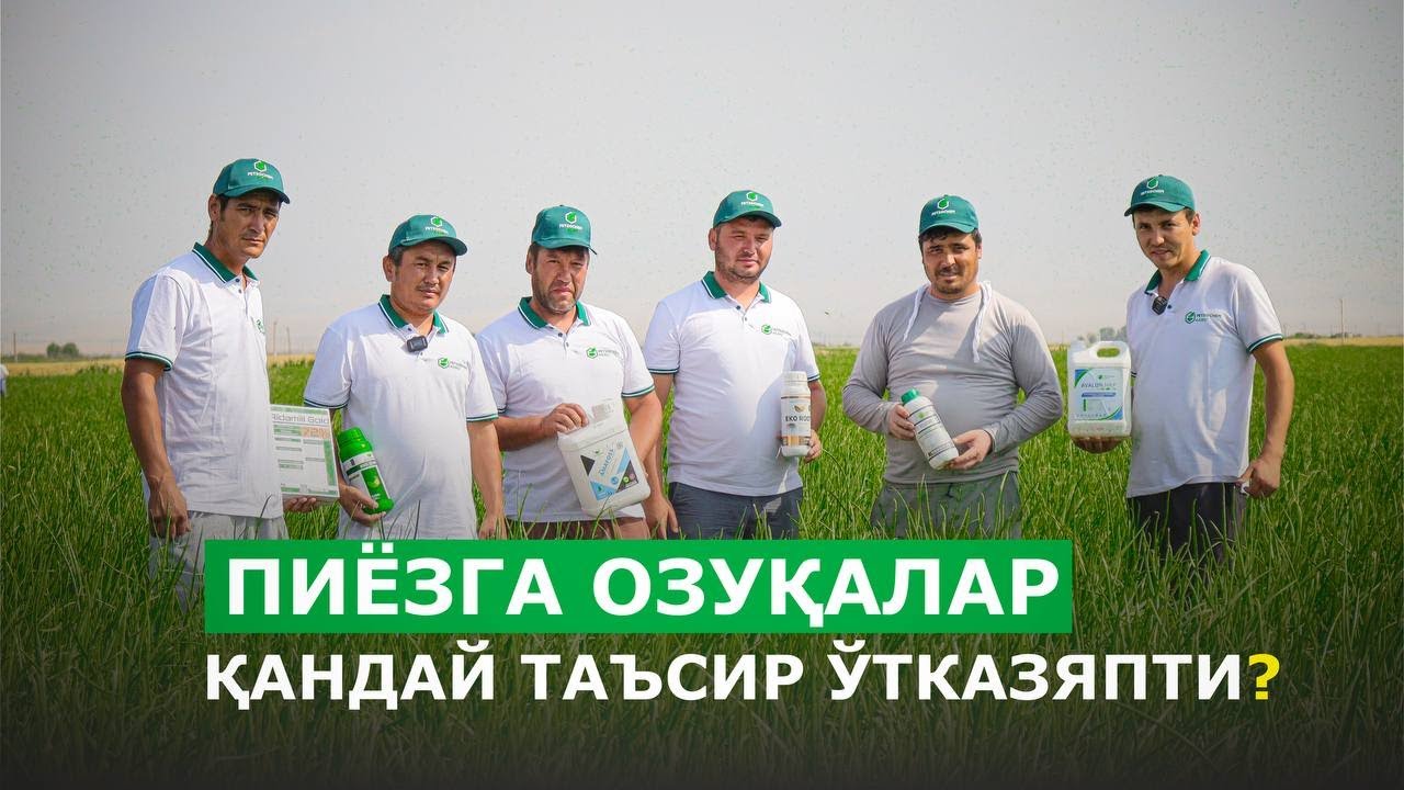ПИЁЗГА ОЗУҚАЛАР ҚАНДАЙ ТАЪСИР ЎТКАЗЯПТИ ?