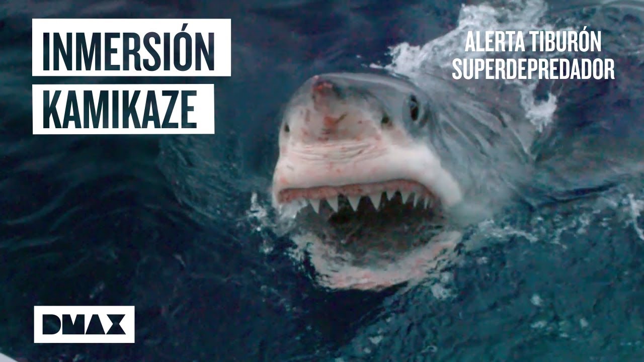 Misión submarina extrema entre tiburones blancos y orcas |Tiburones